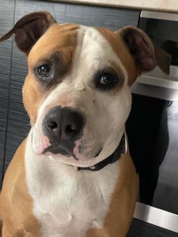 Zaginął Piesek Dragon