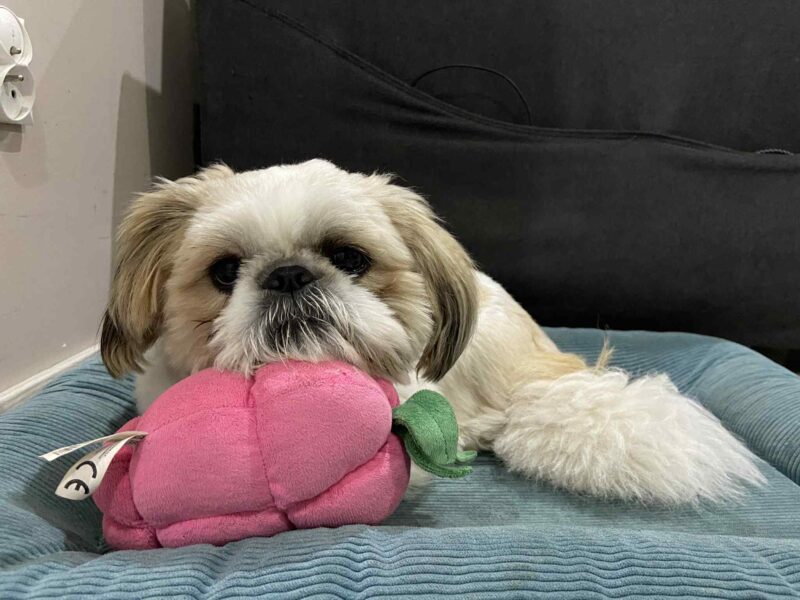 Zaginął Karmelek rasy Shih Tzu !!!