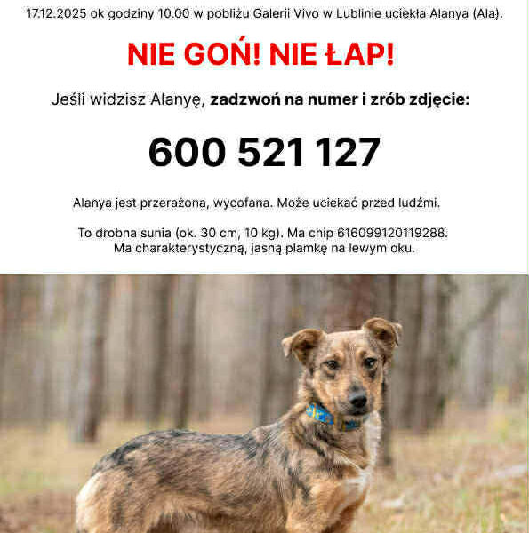 Zaginęła sunia Ala