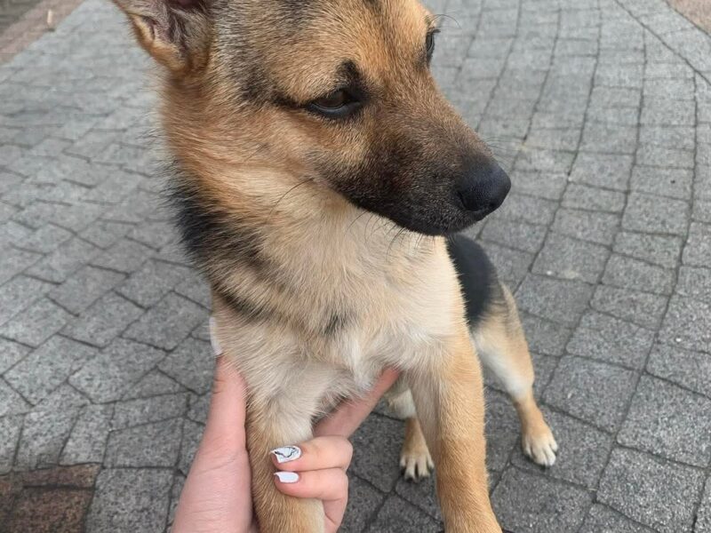 Zaginął mały kundelek Tofik