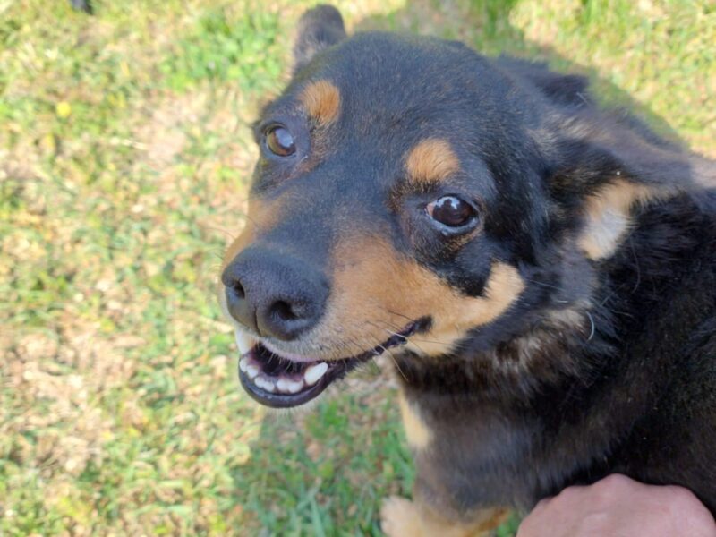 Zaginął Piesek Węglew wielkopolskie