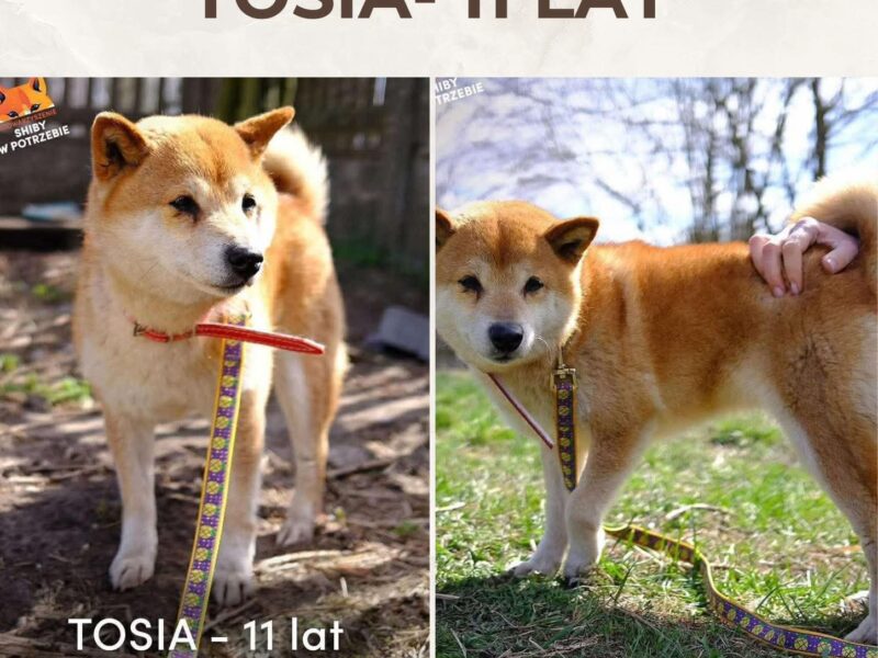 Zaginęła sunia rasy Shiba Inu