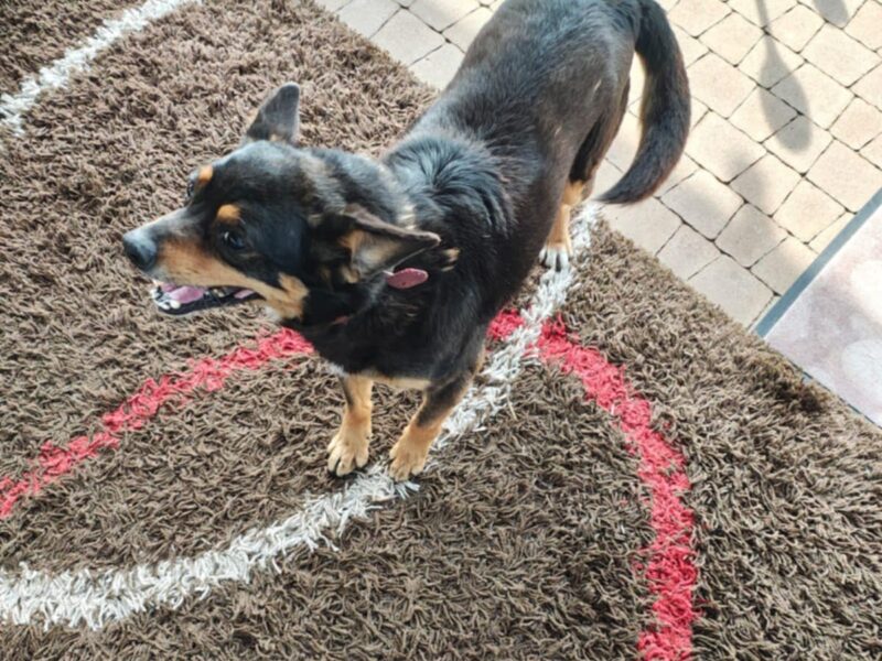 Zaginął Piesek Węglew wielkopolskie