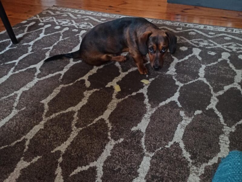 Zaginął Jamnik Kabi