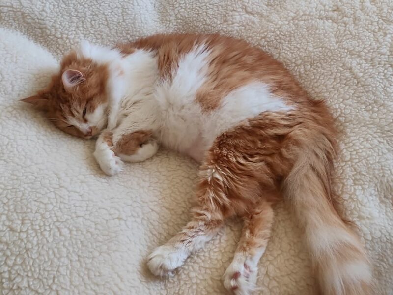 Szukamy kota Zygfryda 😿😿😿