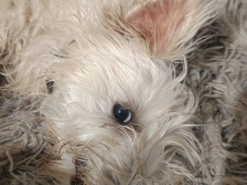 Zaginęła suczka Sznaucer Miniaturka