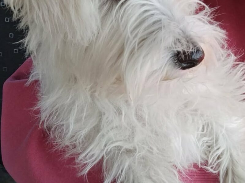 Zaginęła suczka Sznaucer Miniaturka