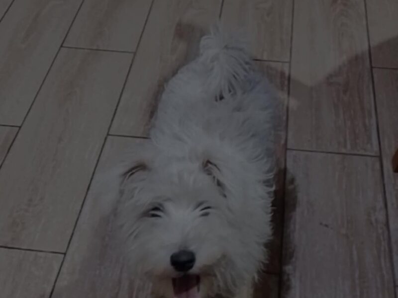 Zaginęła suczka Sznaucer Miniaturka