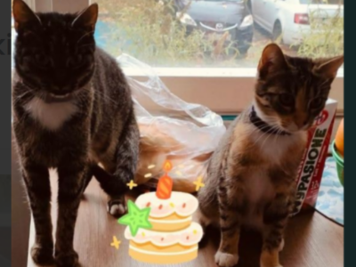 Zaginęły Dwie Kotki Bolesławiec