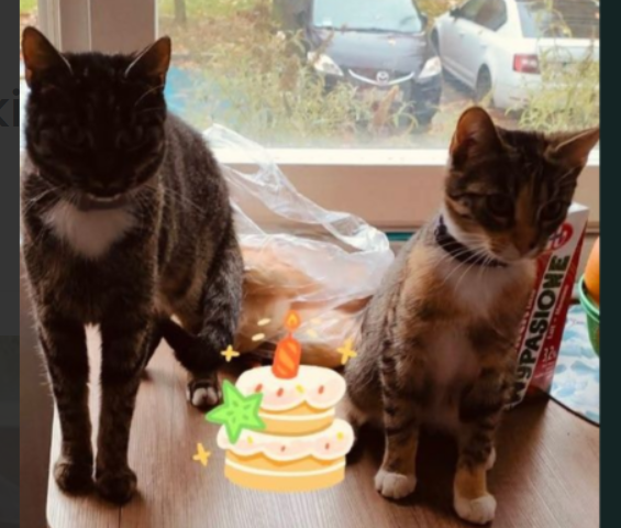 Zaginęły Dwie Kotki Bolesławiec