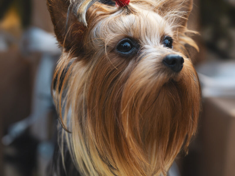 Zaginęła suczka Yorka