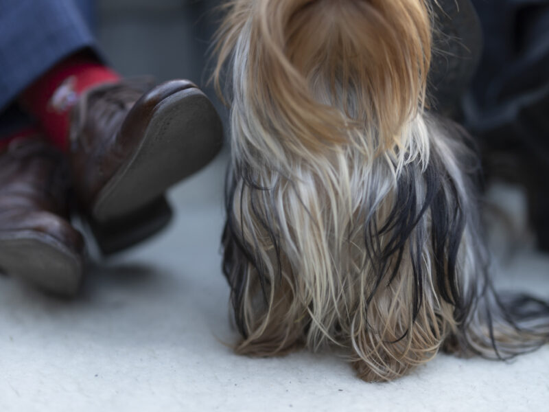 Zaginęła suczka Yorka