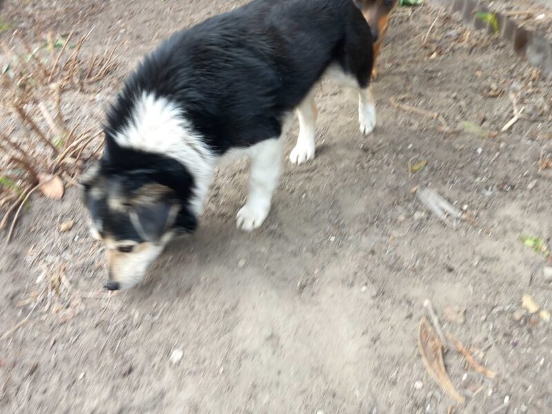 Zaginął mały czarno-biały piesek
