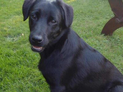 Zaginął piesek Odi