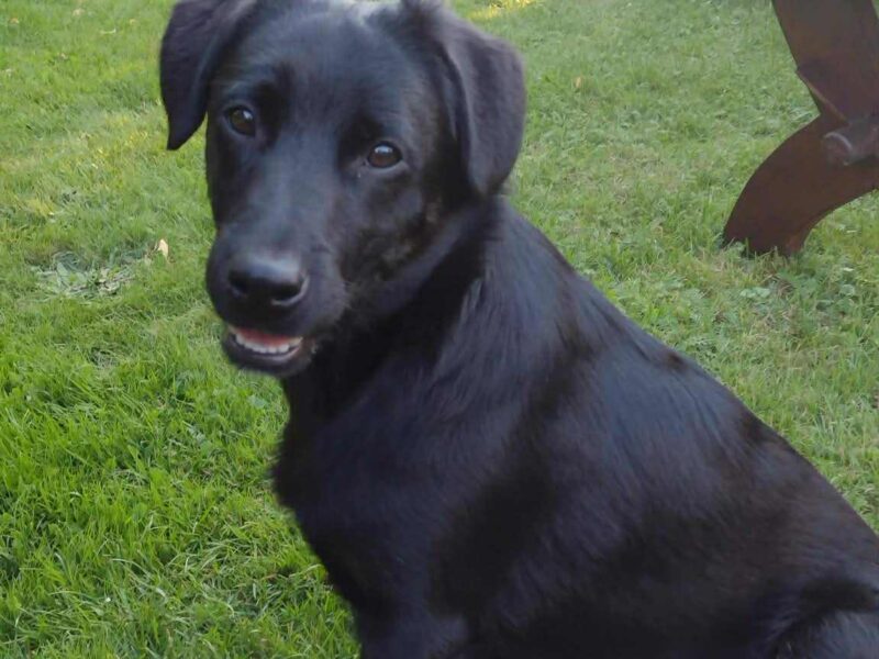 Zaginął piesek Odi