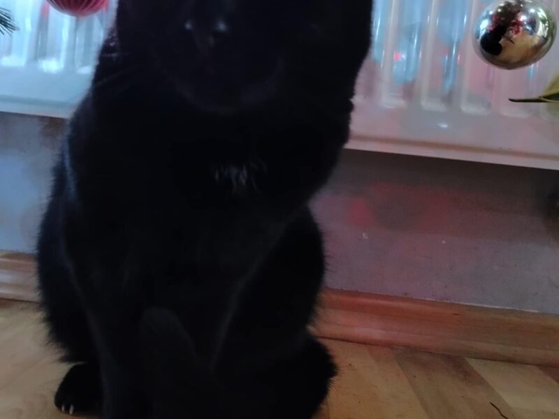 Zaginęła kotka Belia