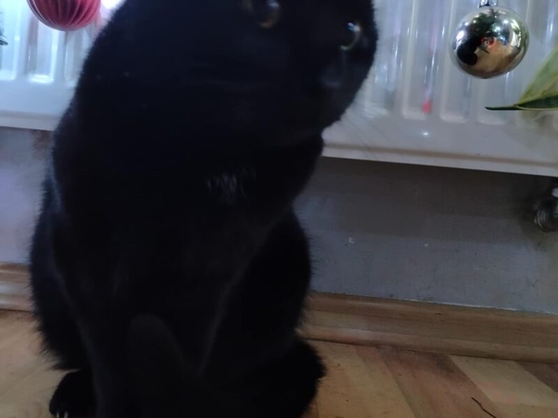 Zaginęła kotka Belia