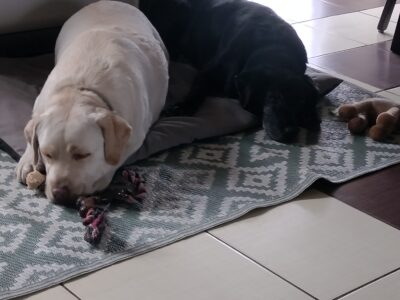 Zaginęły 2 labradory Fado i Figa