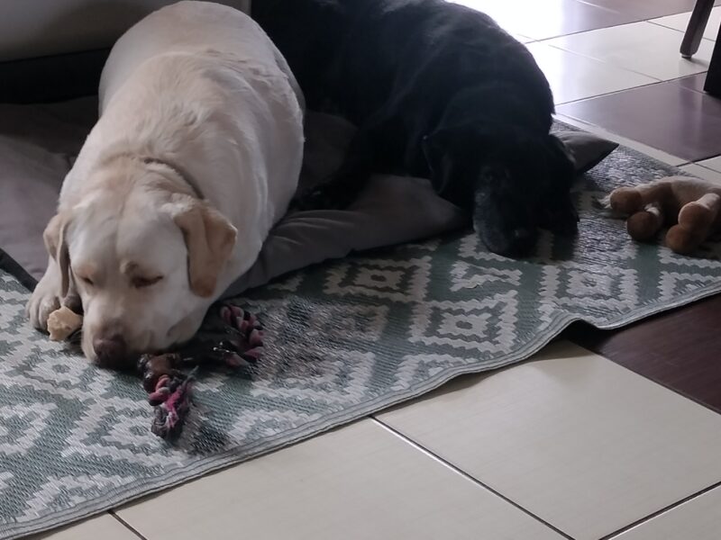 Zaginęły 2 labradory Fado i Figa