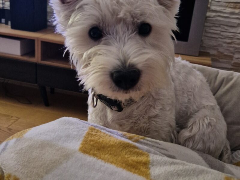 Zaginął West Terrier Polańczyk/Berezka/Solina