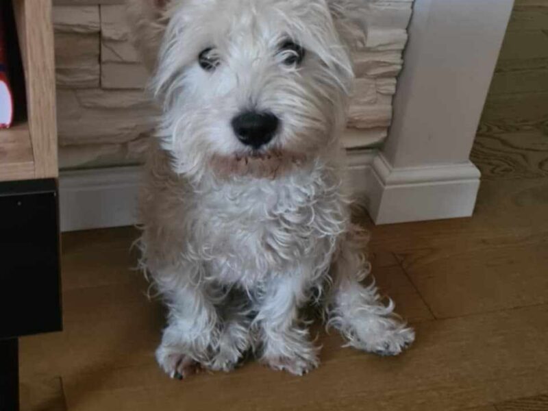 Zaginął West Terrier Polańczyk/Berezka/Solina