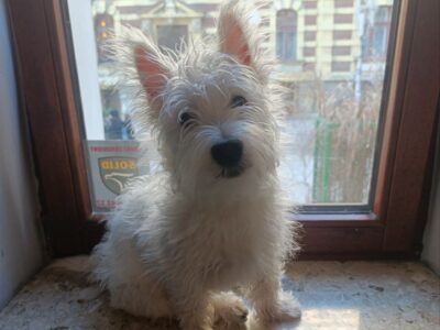 Zaginął piesek Prince