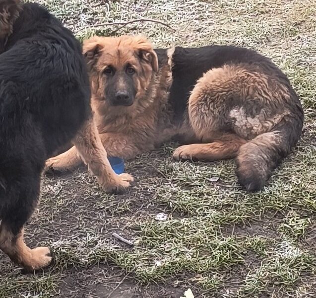 Uciekła w Sylwestra - Morela