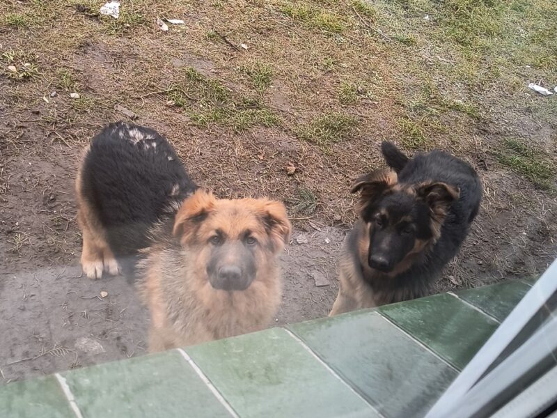 Uciekła w Sylwestra - Morela