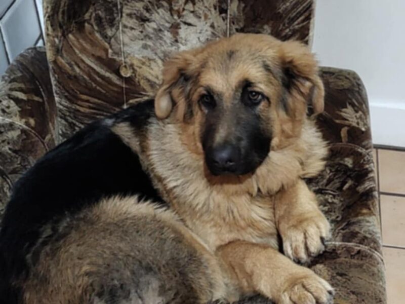 Uciekła w Sylwestra - Morela