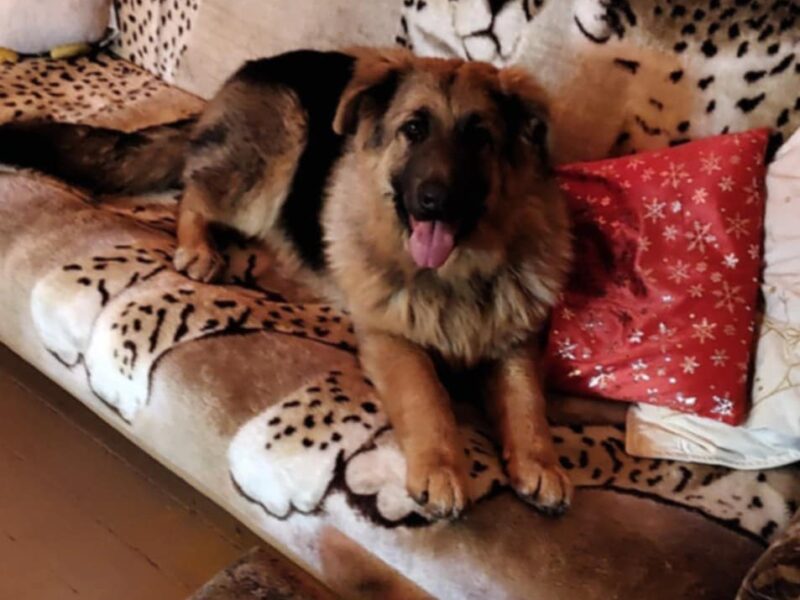 Uciekła w Sylwestra - Morela