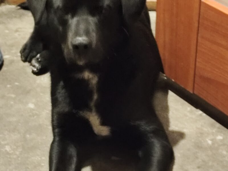 01.01.2026 Kozłów zaginął pies Bruno