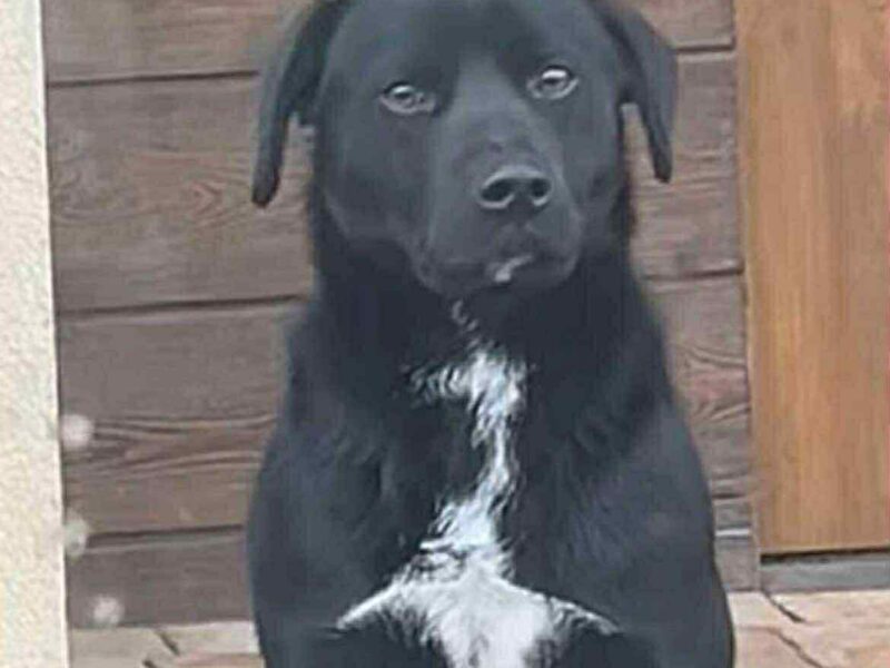 01.01.2026 Kozłów zaginął pies Bruno