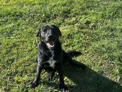 01.01.2026 Kozłów zaginął pies Bruno