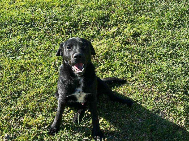 01.01.2026 Kozłów zaginął pies Bruno