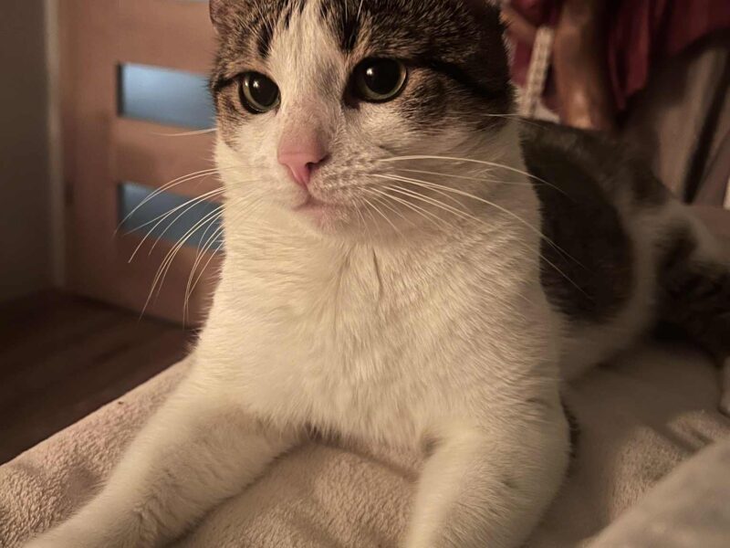 Zaginął Kotek Szymon