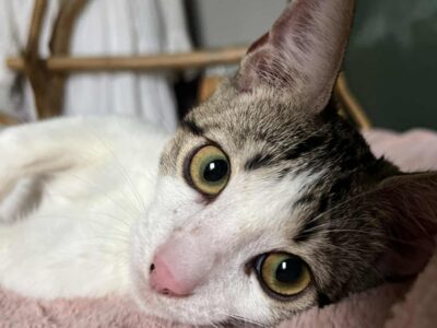 Zaginął Kotek Szymon