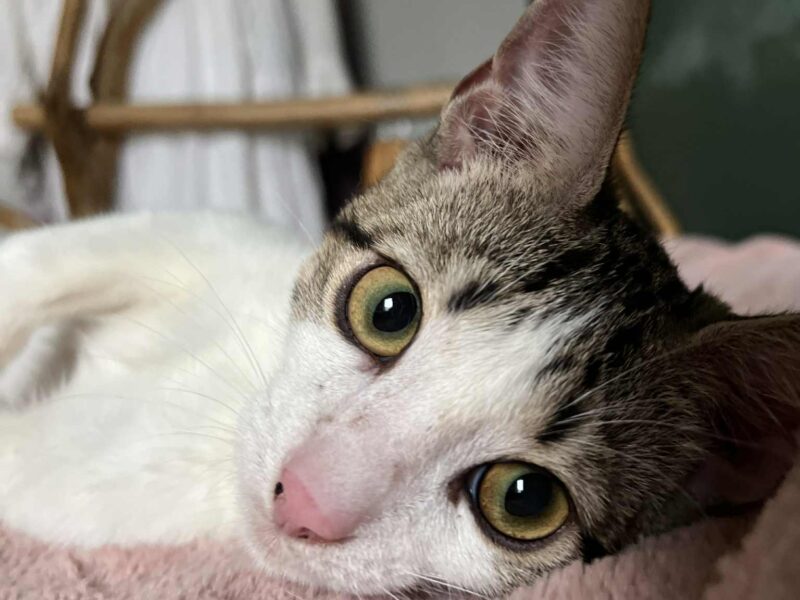 Zaginął Kotek Szymon