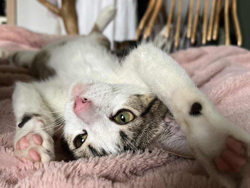 Zaginął Kotek Szymon