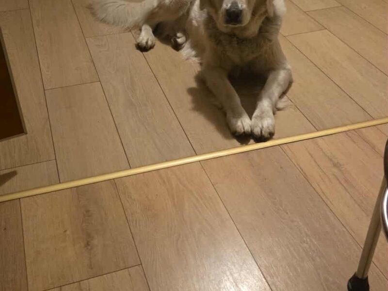 ZAGINEŁA SUCZKA KEJSI BIAŁY OWCZAREK PODHALAŃSKI