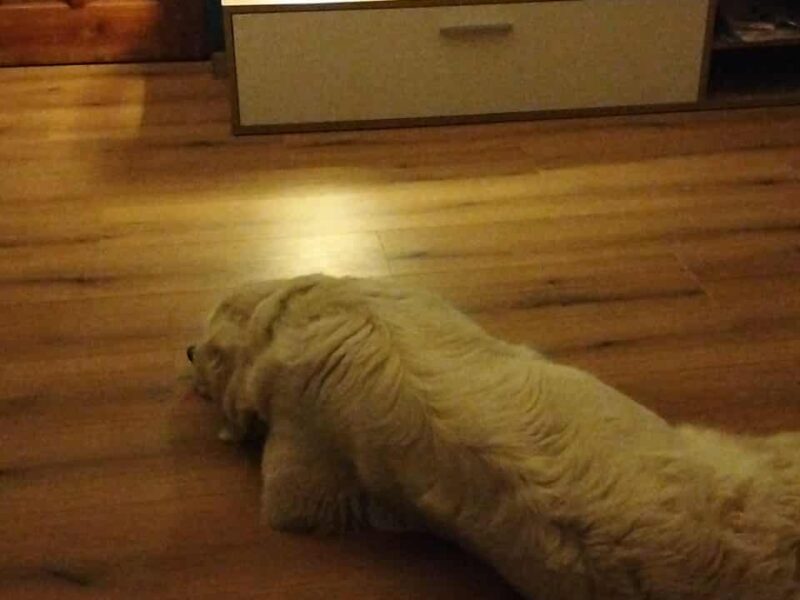 ZAGINEŁA SUCZKA KEJSI BIAŁY OWCZAREK PODHALAŃSKI