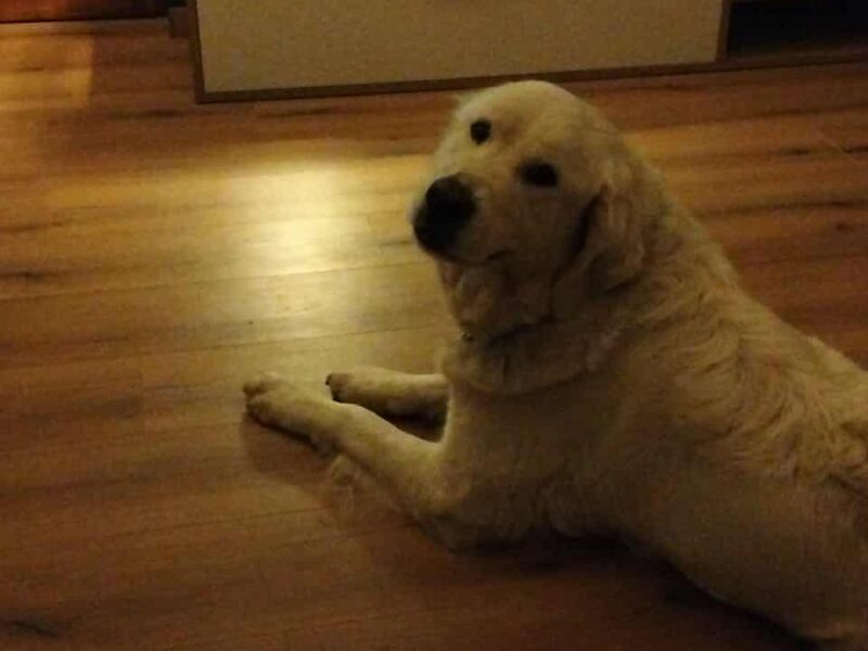 ZAGINEŁA SUCZKA KEJSI BIAŁY OWCZAREK PODHALAŃSKI