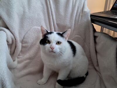 Zaginął młody kocur Ambroży