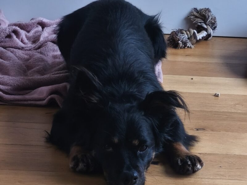 Zaginęła sunia Sami