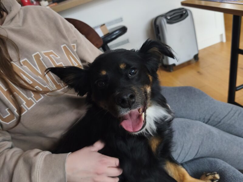 Zaginęła sunia Sami