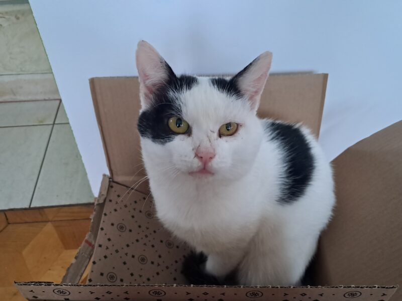 Zaginął młody kocur Ambroży