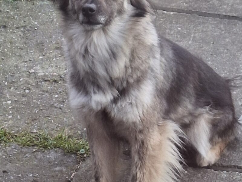 Zaginęła sunia Tina