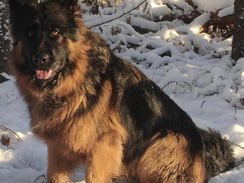 Zaginął owczarek niemiecki Kora