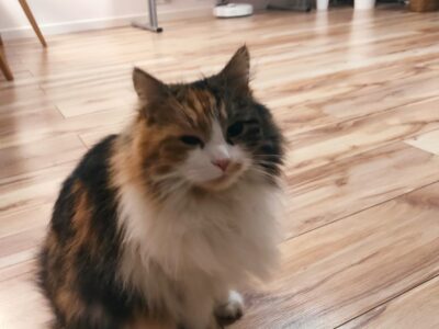 Zaginęła kotka Klara