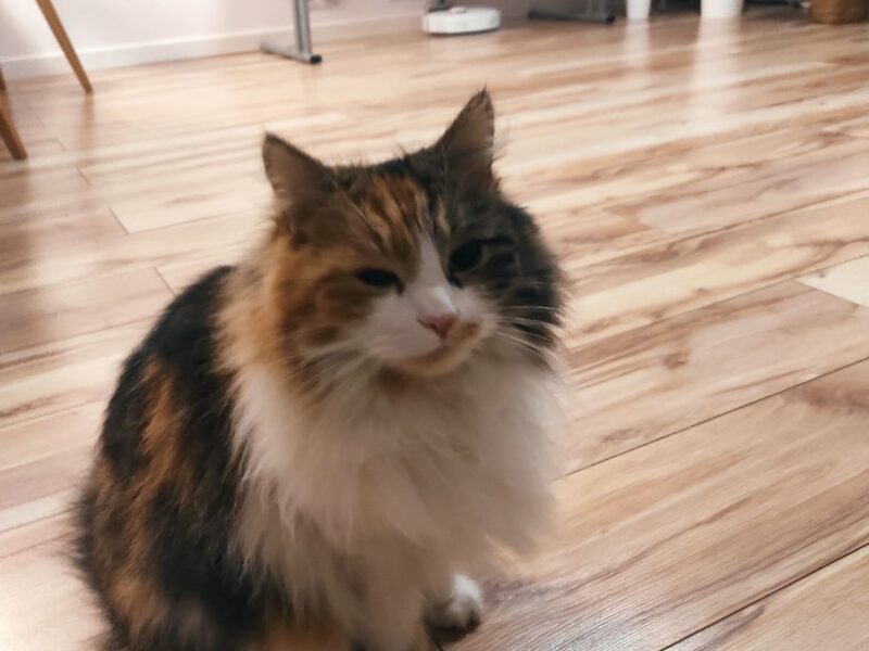 Zaginęła kotka Klara