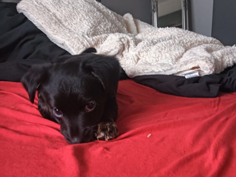 Zaginęła sunia Zoja